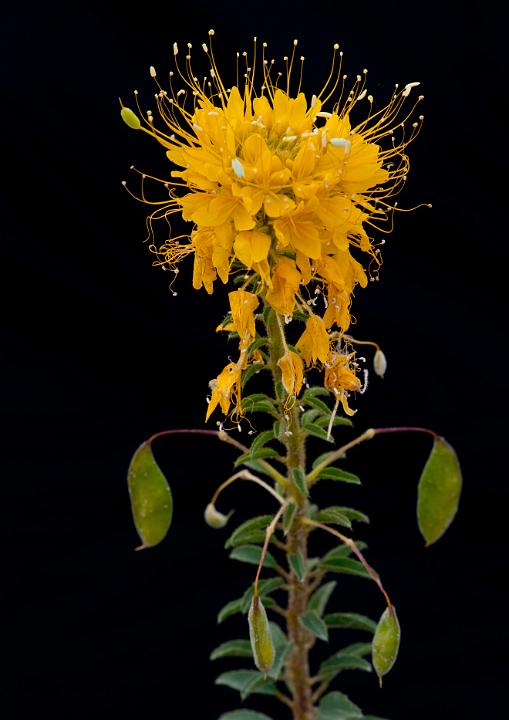 Cleome platycarpa, Bee Plant.jpg